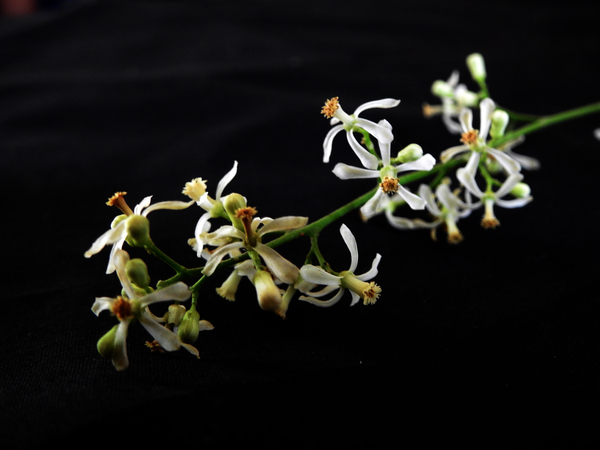 The Effect of Neem on Common Nosocomial Infection-Causing Organisms