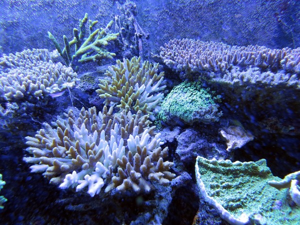 Effects of Ocean Acidification on Marine Calcium Carbonate