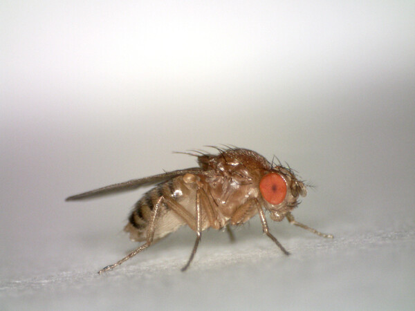 A Novel Approach to Prevent and Restrict Early Stages of Cancer Cell Growth Using a Combination of Moringa and Sesame in a <em>Drosophila</em> Model
