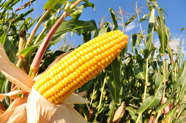 Presoaking Seeds with Vinegar Improves Seed Development and Drought Tolerance in Maize Plants