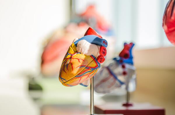 Misconceptions regarding heart disease are prevalent among american adults and minors