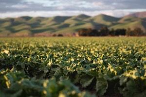 Evaluating cinnamaldehyde as an antibacterial agent in a produce wash for leafy greens