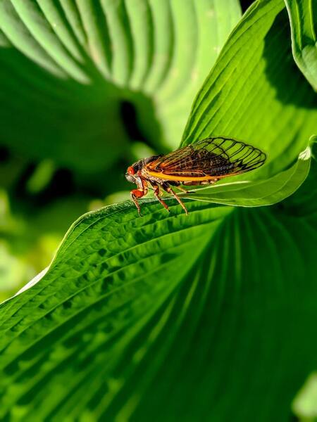The presence of <em>Wolbachia</em> in Brood X cicadas