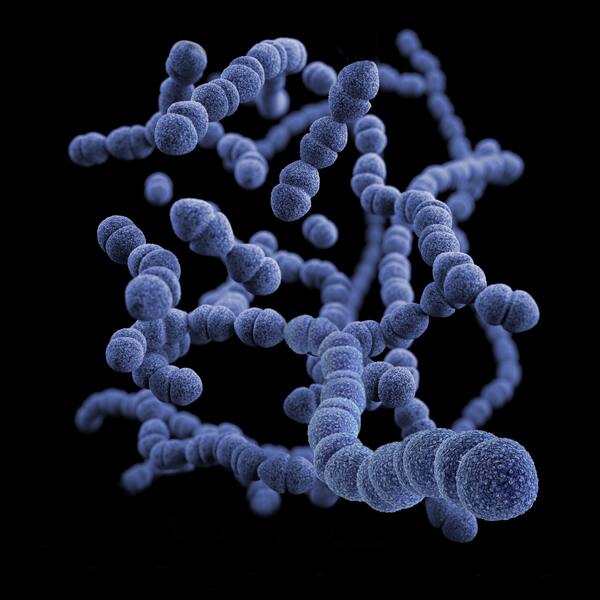 Distribution of prophages in the <i>Streptococcus</i> bacteria genus and their role in increasing host pathogenicity 
