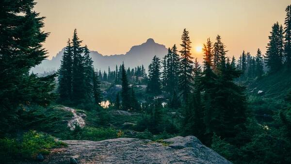 Evaluating machine learning algorithms to classify forest tree species through satellite imagery