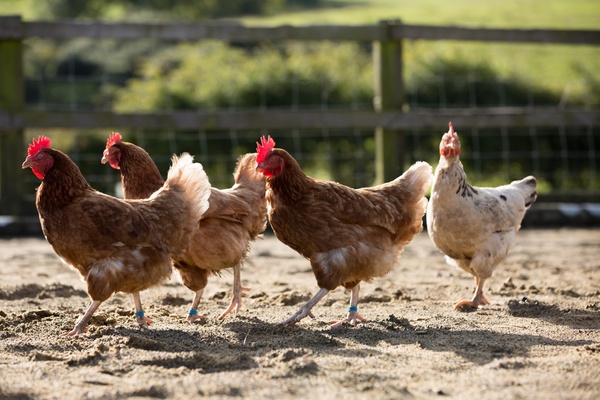 The Effects of Confinement on the Associative Learning of <em>Gallus gallus domesticus</em>