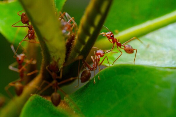 Predicting the spread speed of red imported fire ants under different temperature conditions in China