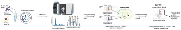 Impact of TCERG1 SNP on gene expression and protein interactome in Huntington’s disease