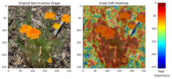 Comparative study on three machine learning models in novel autonomous drone-based detection of invasive plant <em>Brassica nigra</em>